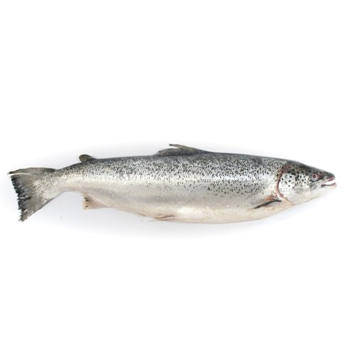 Salmão inteiro fresco