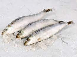 Sardinha congelada